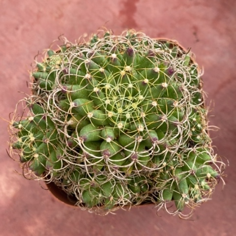 卷刺情丝7仙人球