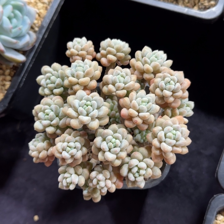 12厘米左右一物一拍de