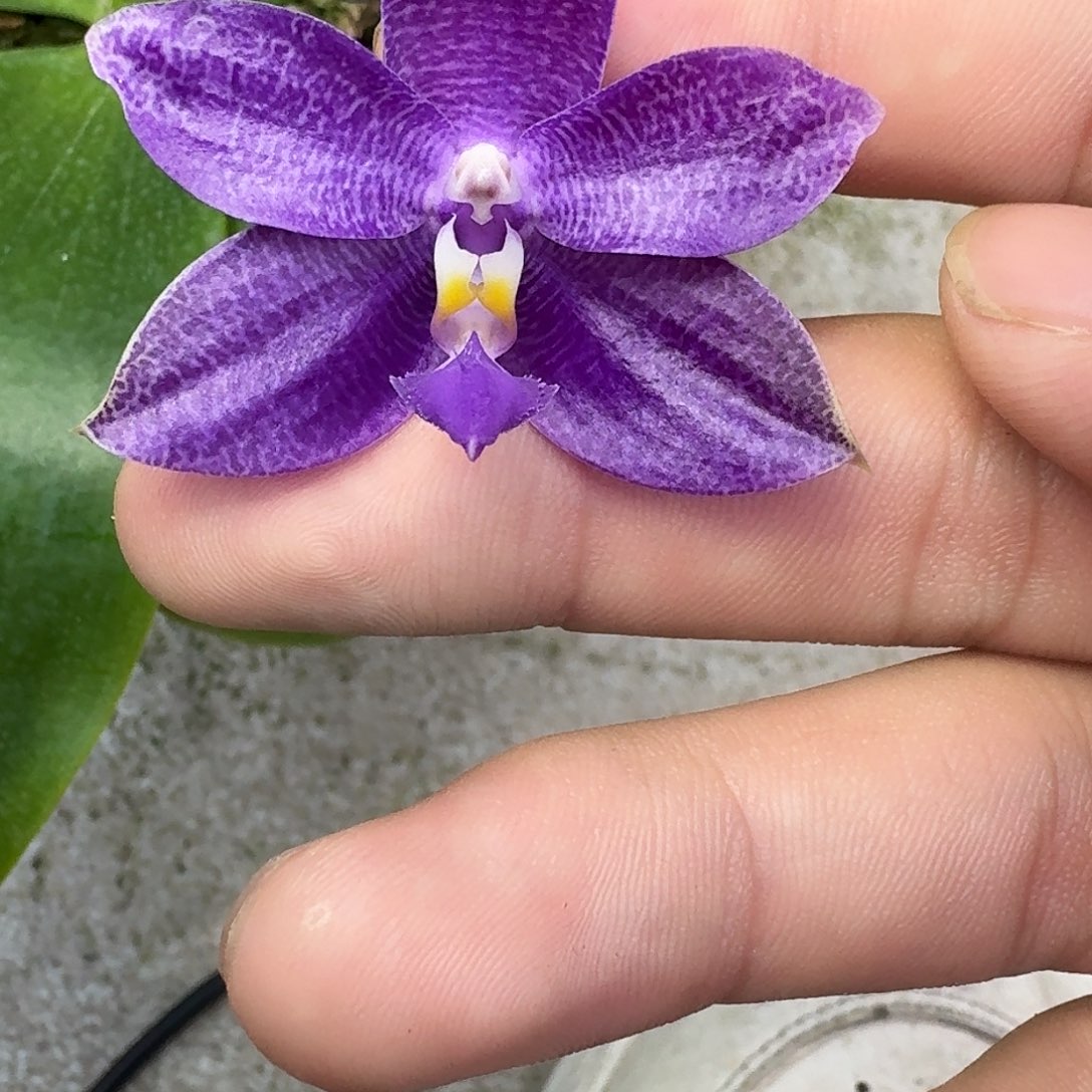 当前无花栽培后可以开花l357 瑕疵三寸ys1230