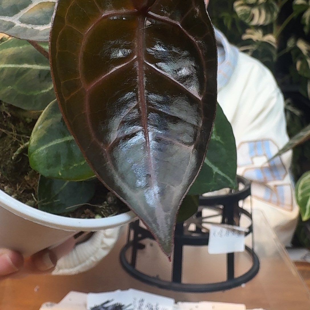 不开花植物J67红钻石杂米歇尔