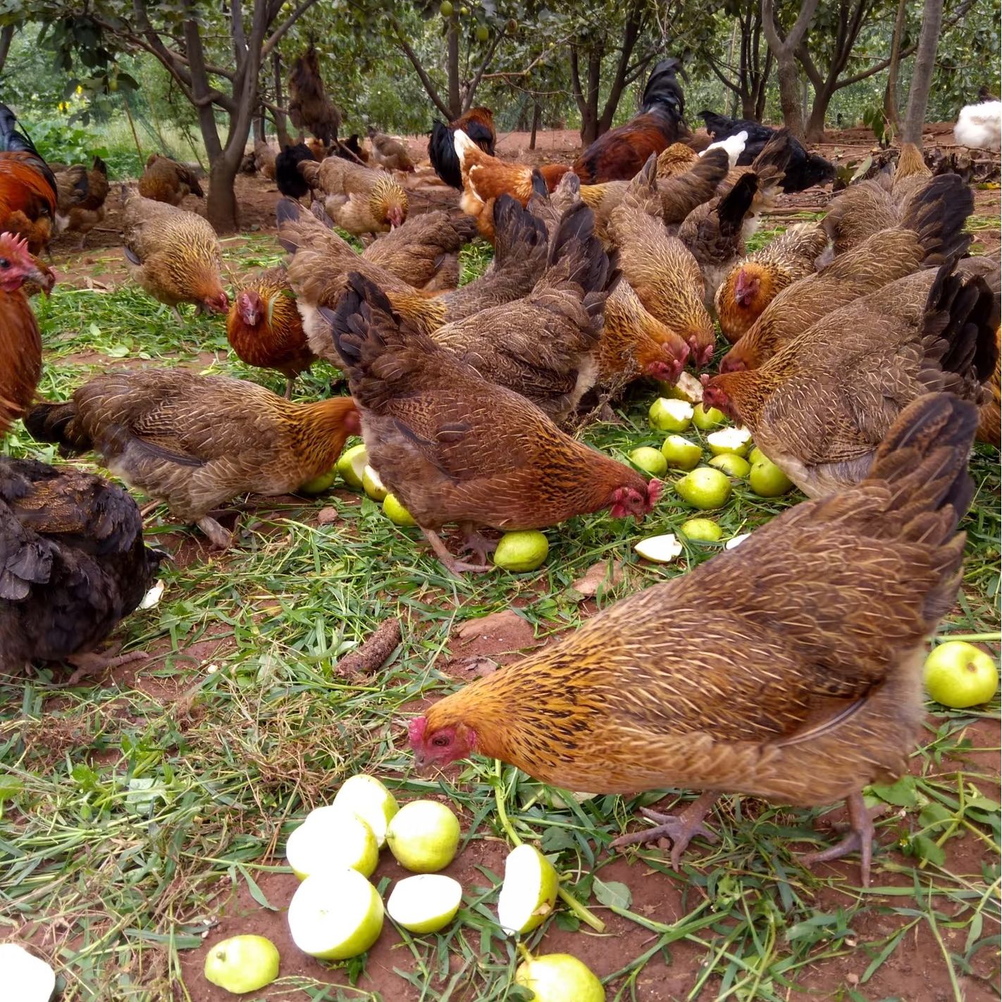 【一公一母】竹林农场散养散放走地鸡7.5-8.5斤青腿细脚笨土鸡京东包邮-江