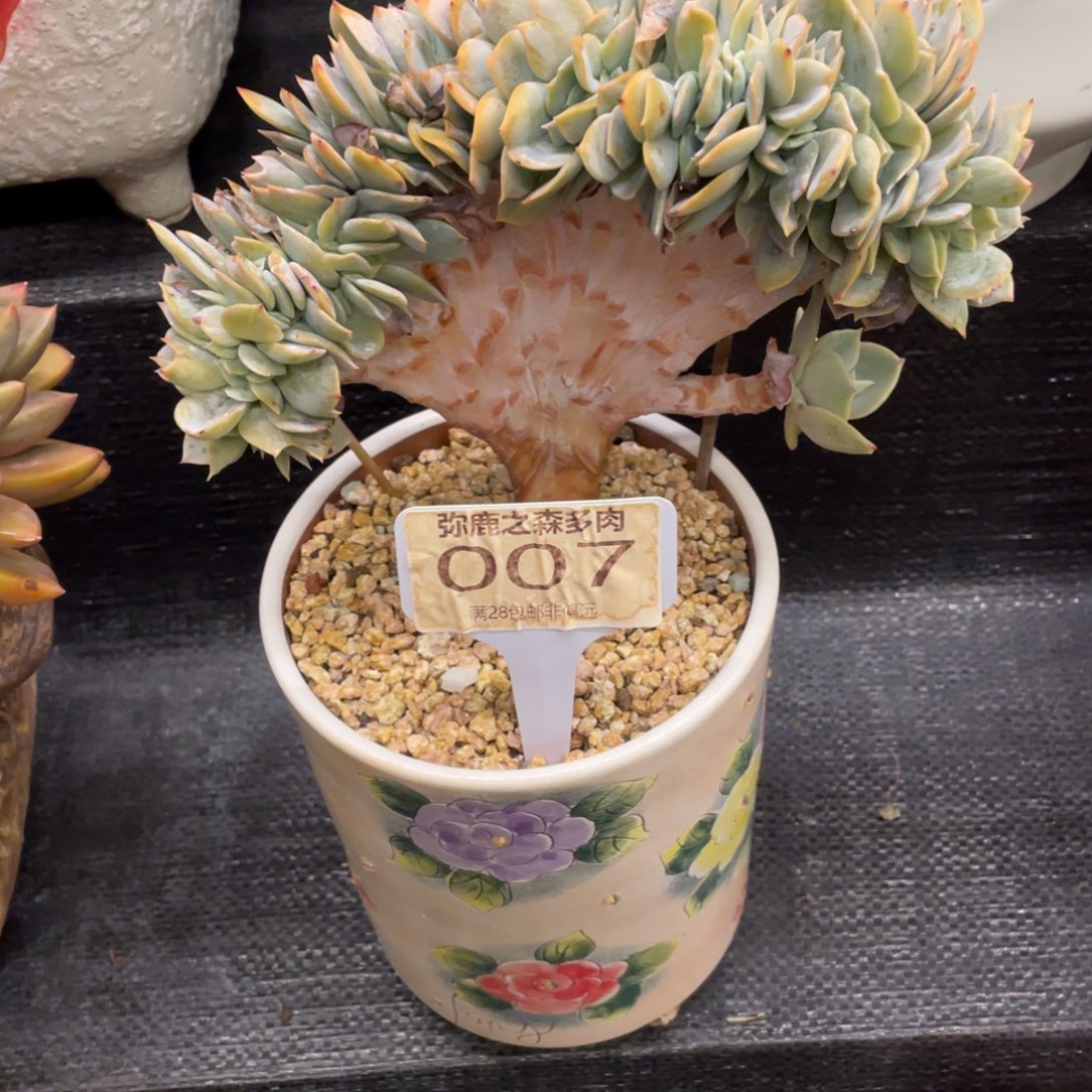 M***y弥鹿之森一物一拍