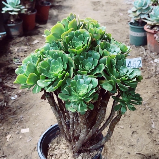 452绿羊绒老桩法师