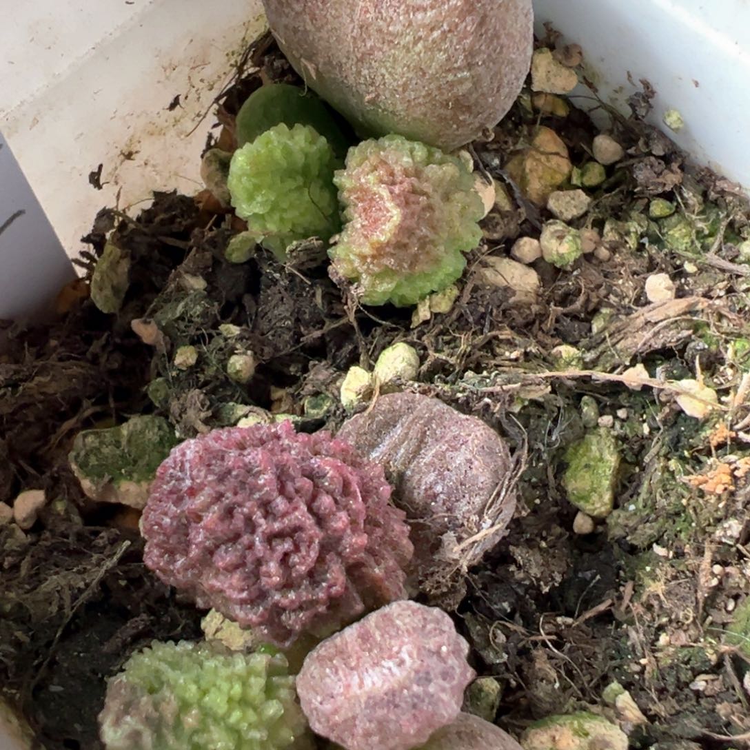 两颗实生一起多肉植物水泡