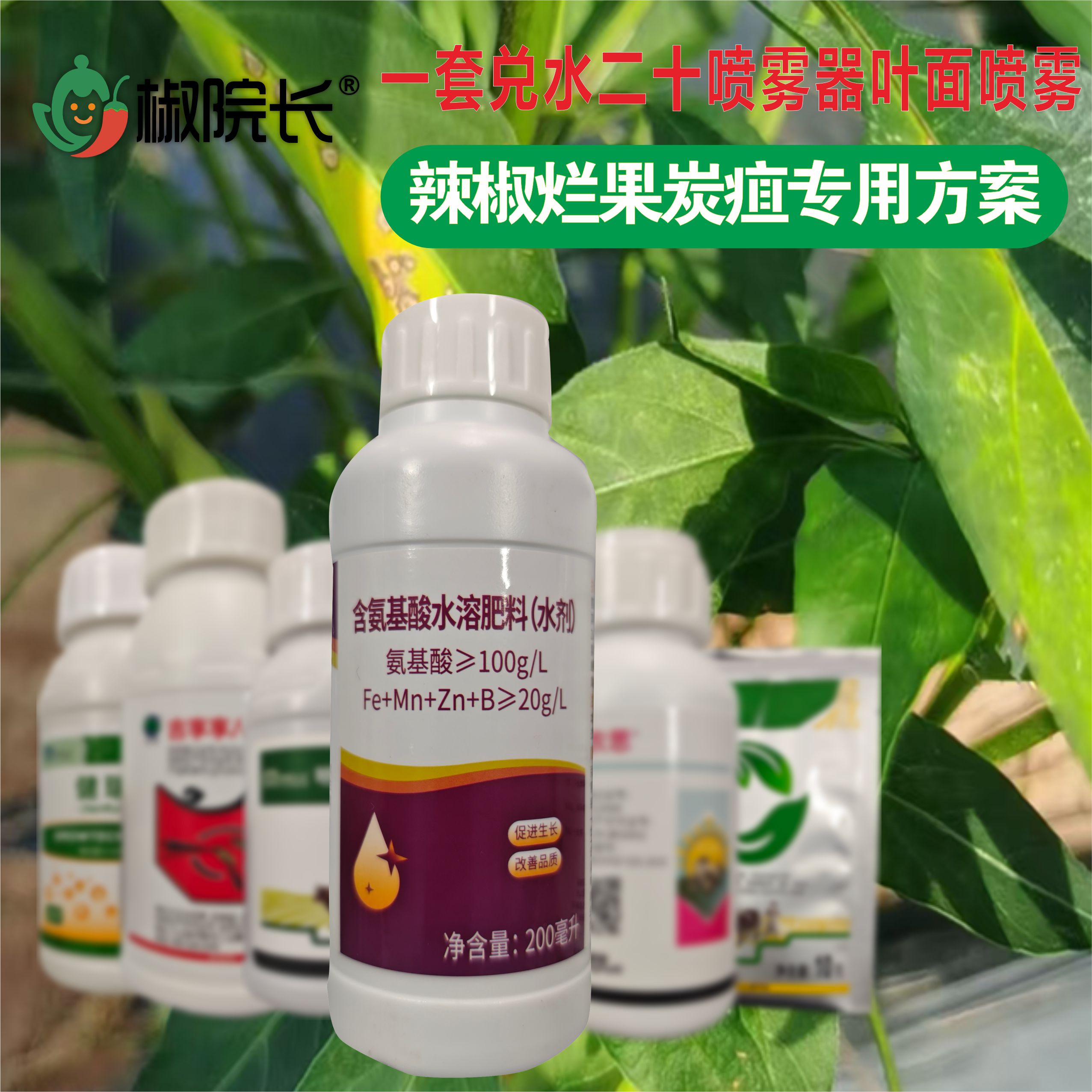 椒院长辣椒烂果炭疽专用方案