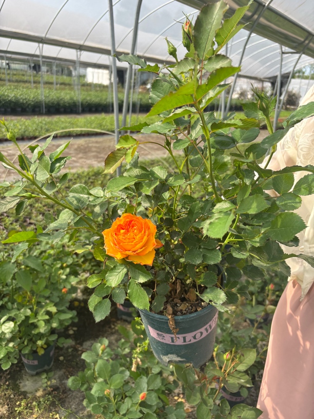 火焰月季一加仑带花包