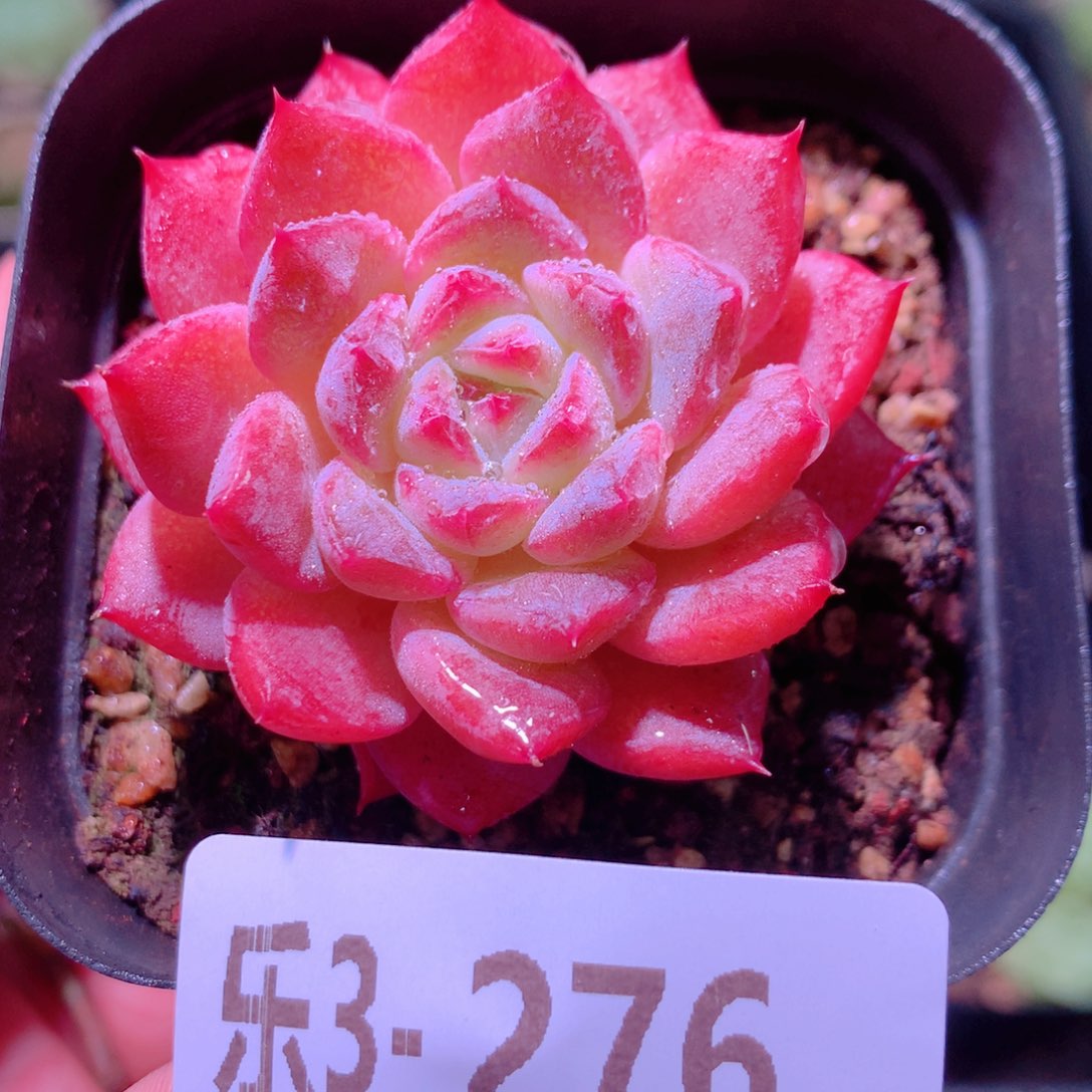 乐然3-276 新品单头 