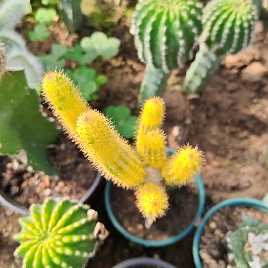 彩舞柱锦三角嫁接148