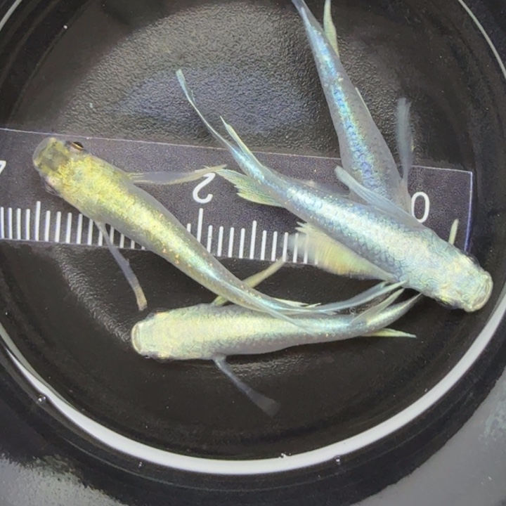 青鳉鱼瑕疵天使之翼37号