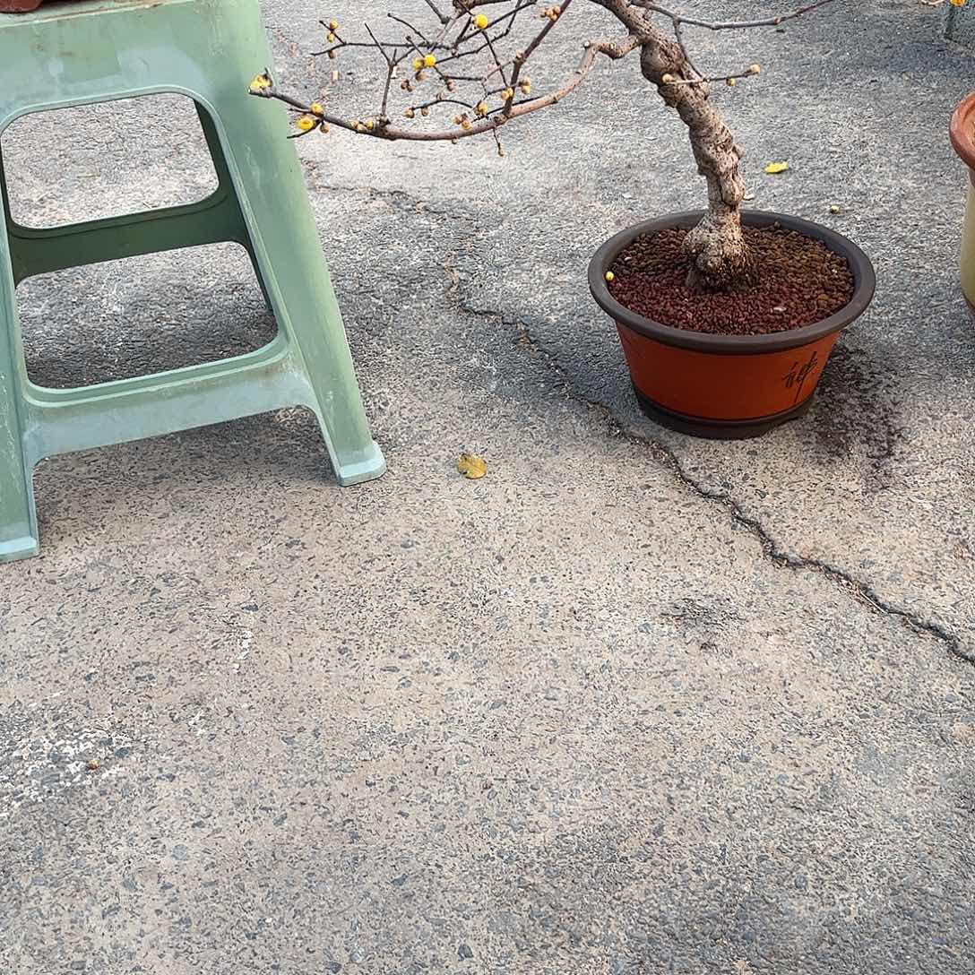 醉***花无花朵腊梅盆景，腊梅盆景。
