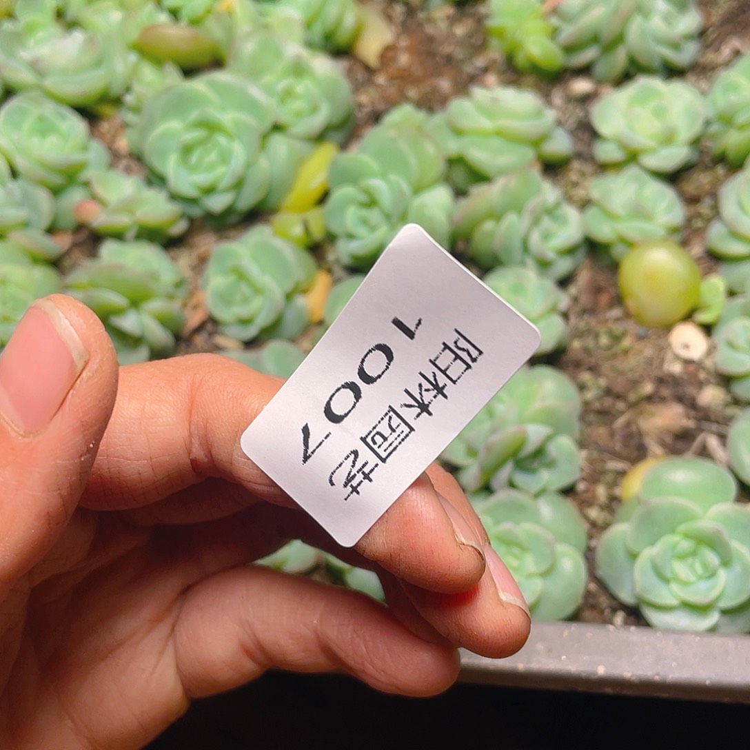 梅****多肉植物多肉植物1007