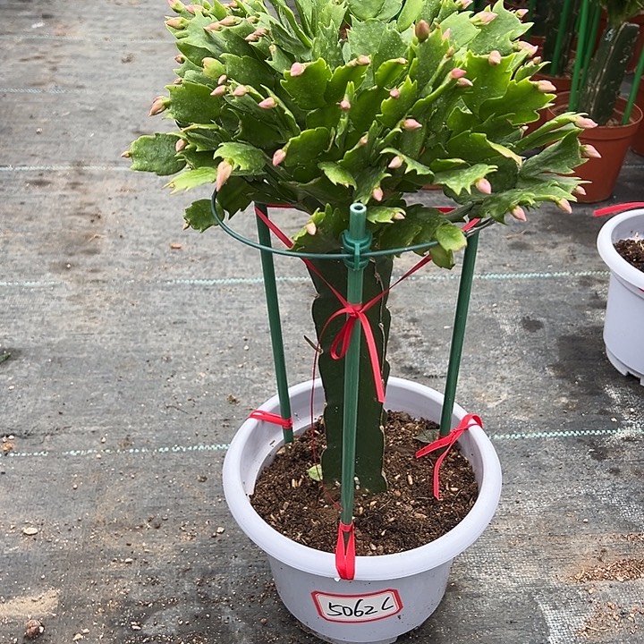 白盆073蟹爪兰尾号5062