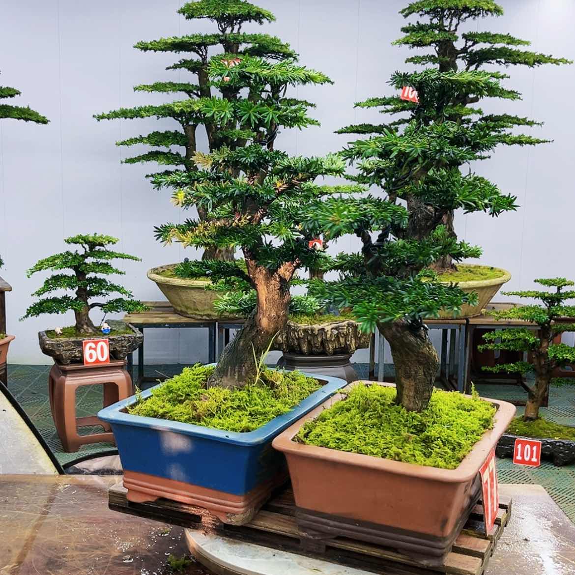 【闪购商品】罗汉松盆景艺术的发展