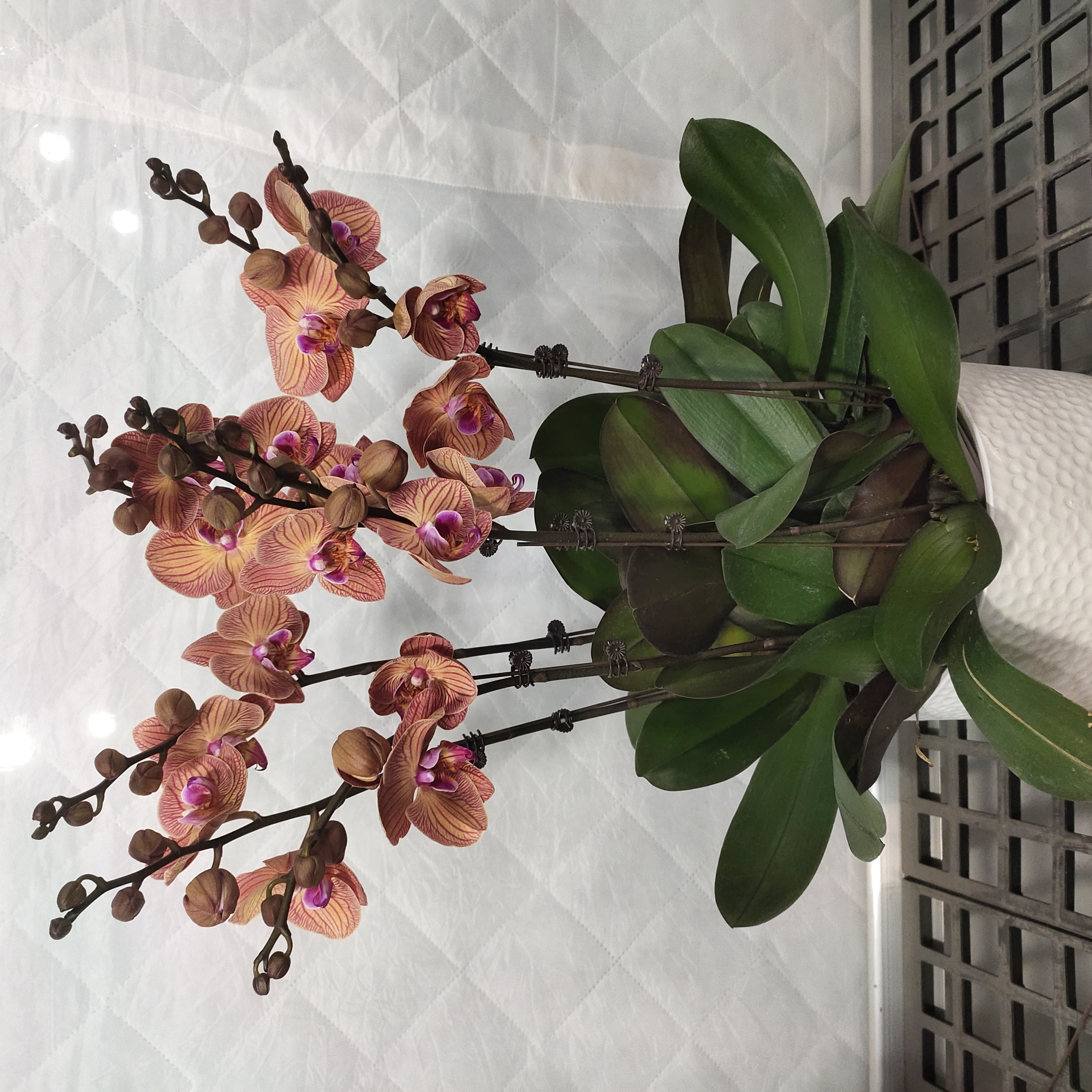 蝴蝶兰【丹霞】带花苞发货室内花卉四季好养活