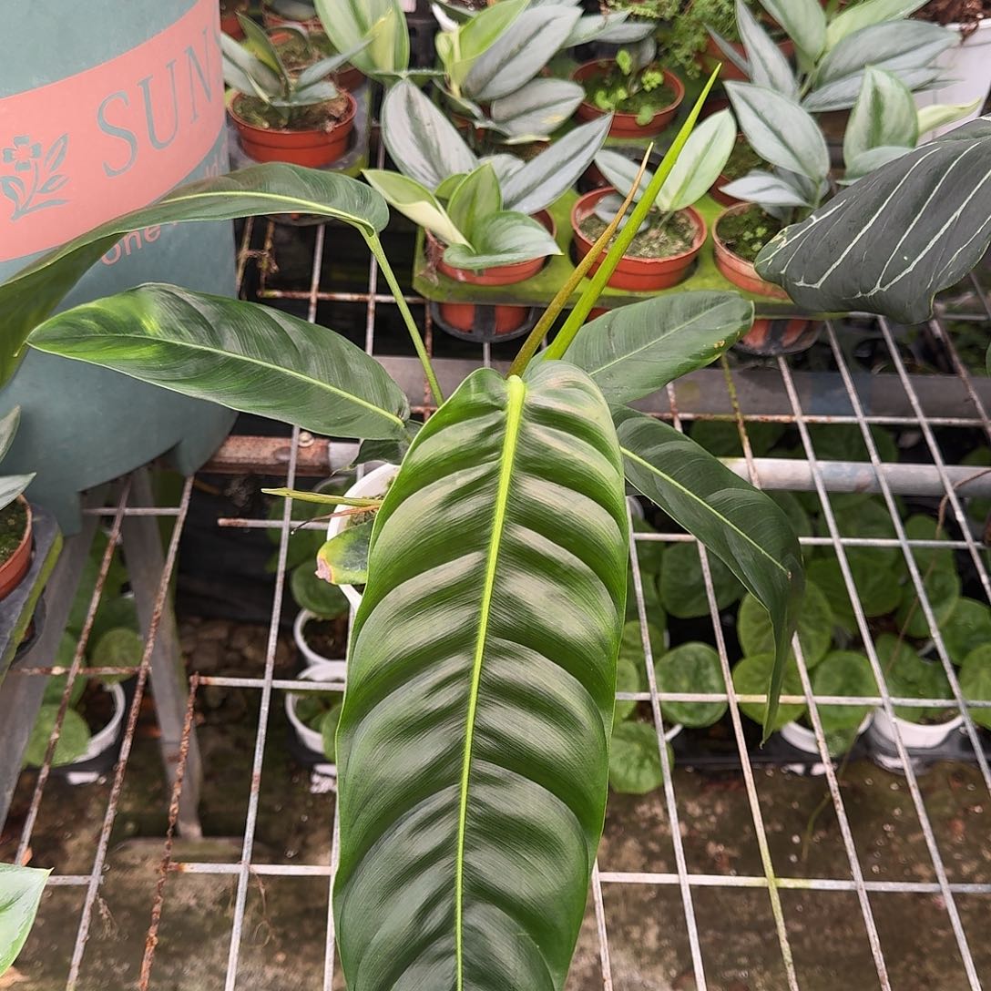 别***闹无花朵PP蔓绿绒T113