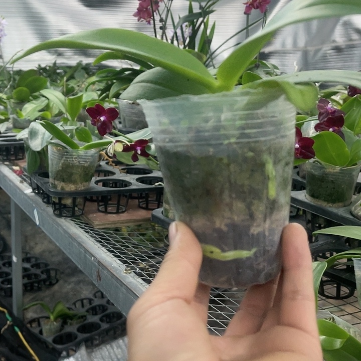 当前无花栽培后可以开花黑莓