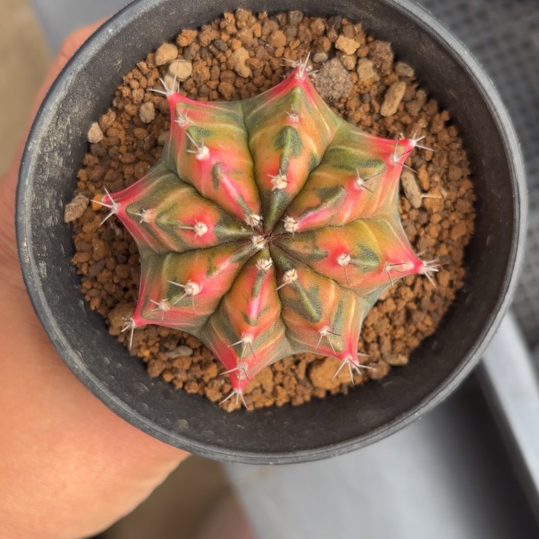 泰系实生米哈仙人球2号