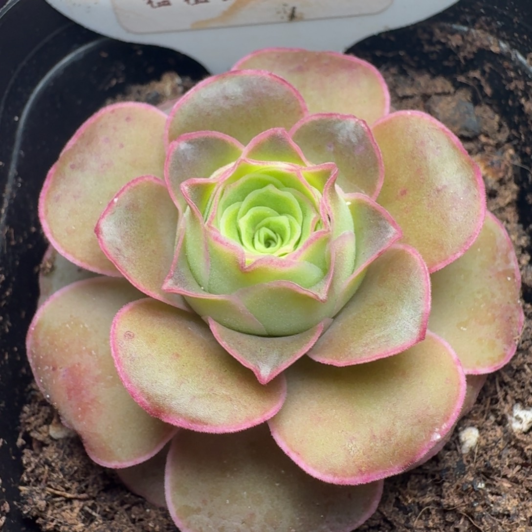 楹楹-92-冠幅  4CM