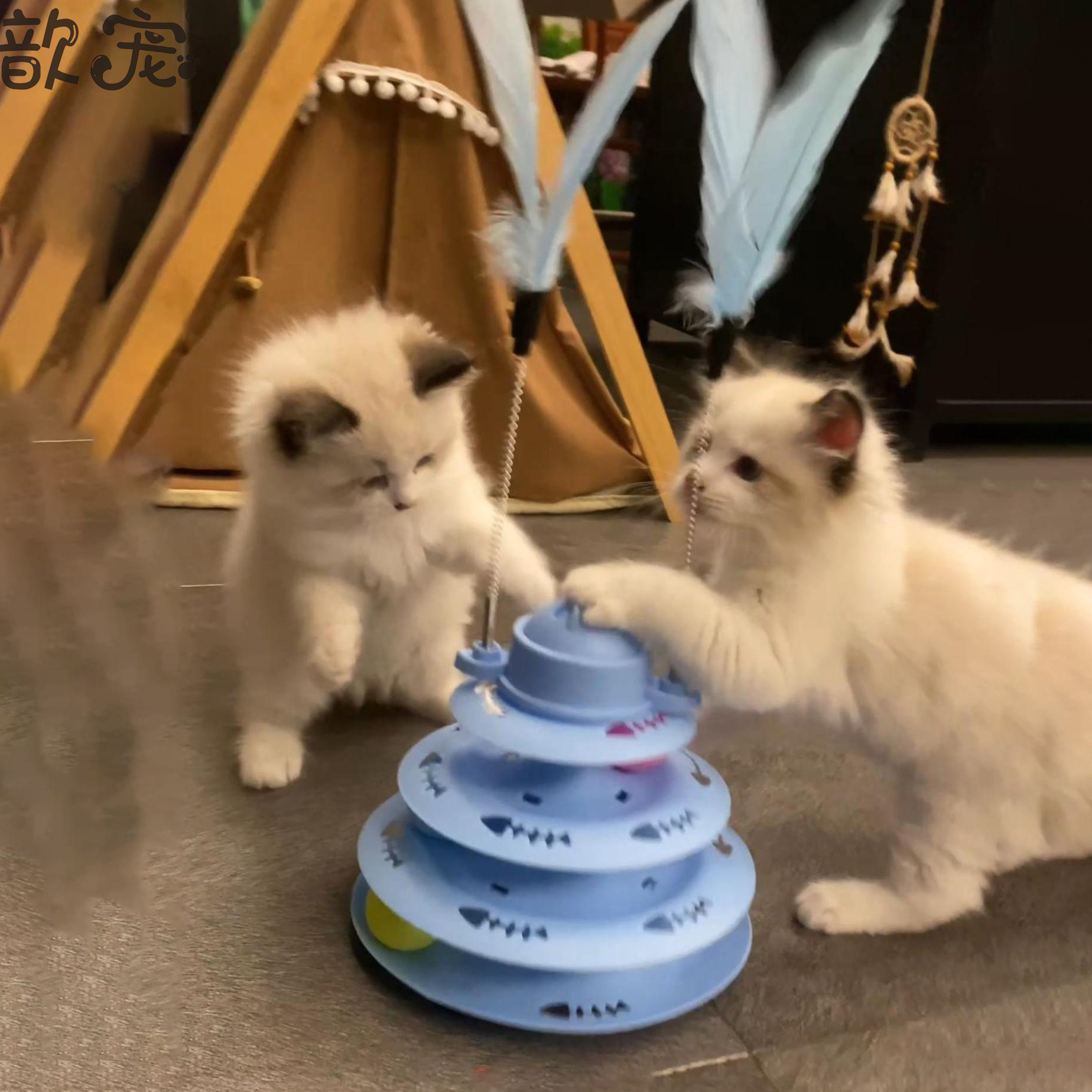 猫咪自嗨转盘玩具猫玩具猫转盘猫咪转球盘猫玩具套装猫咪掏洞玩具