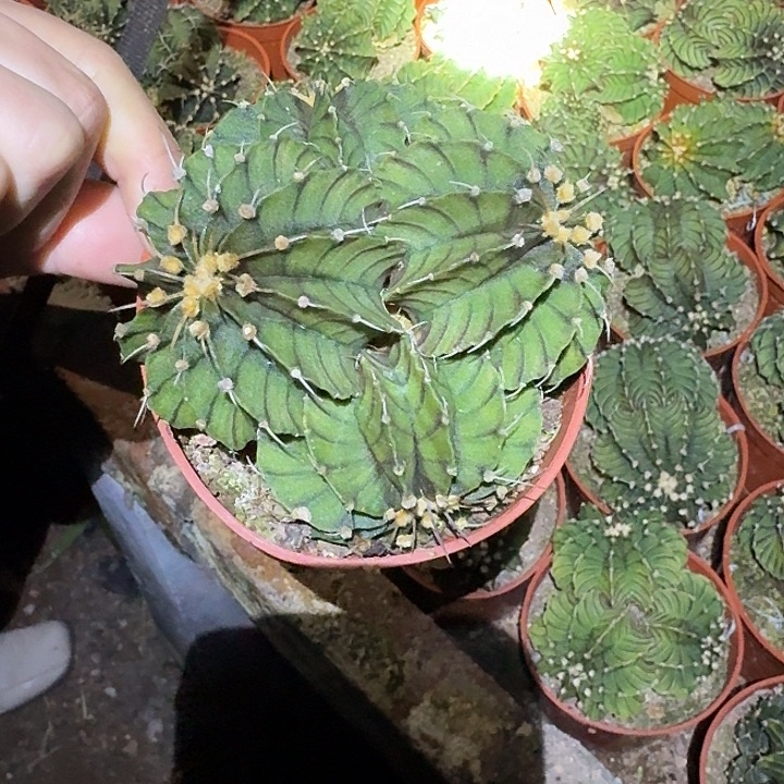 森***水无花朵内骨哈哈哈哈哈哈