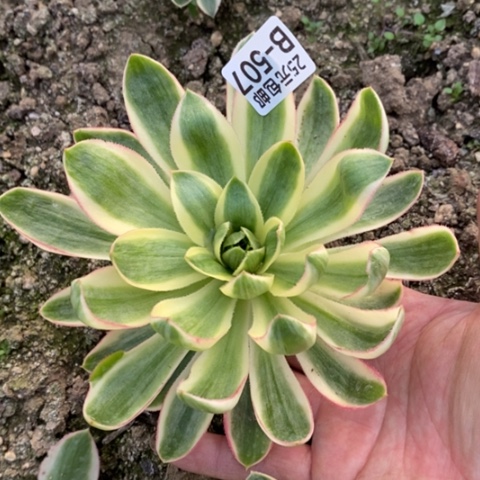 507青莲满25包邮多肉