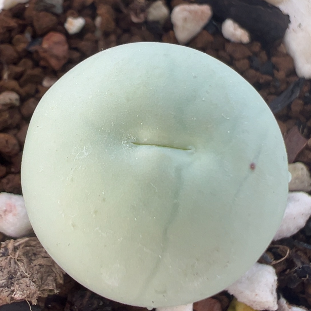 42多肉植物百科知识