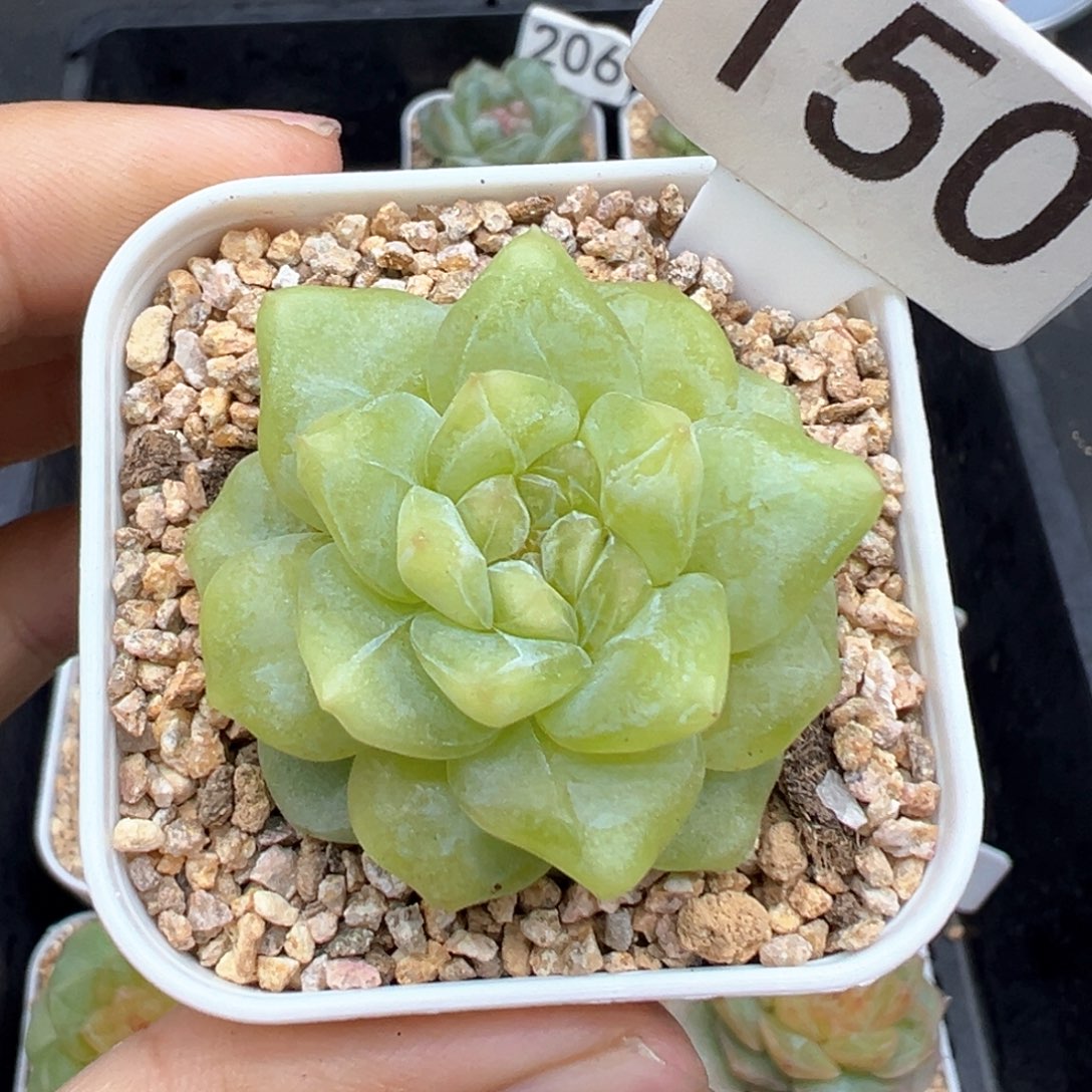 150号绿透 晗雨多肉