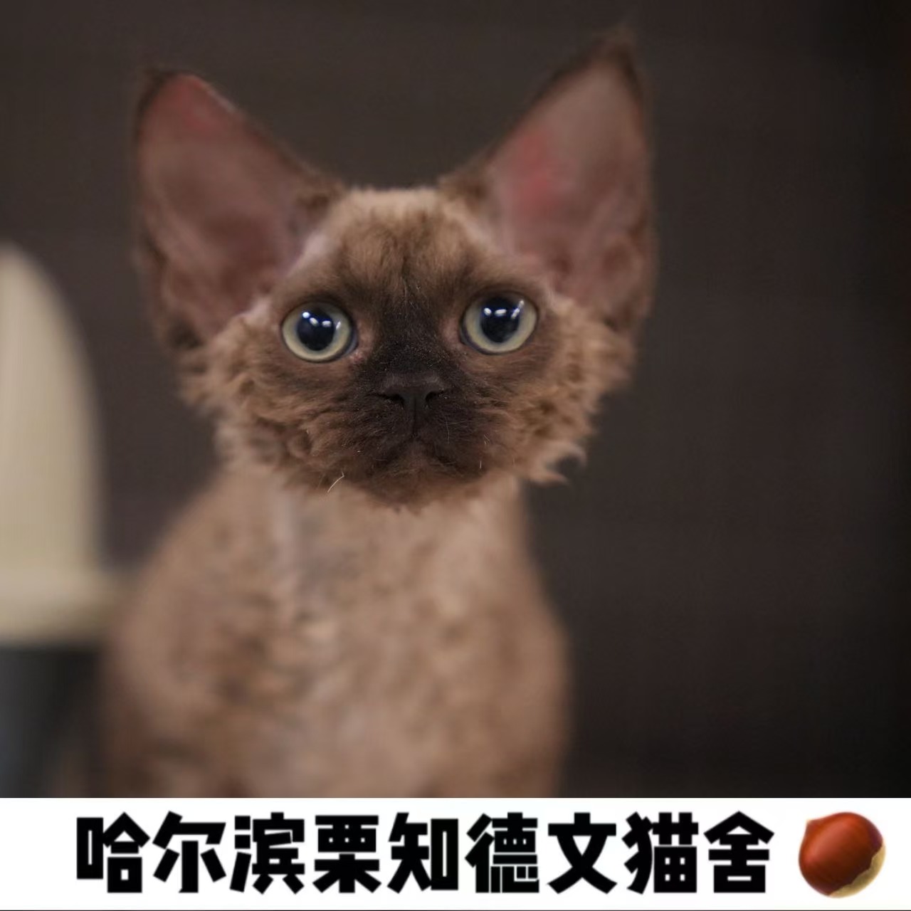 栗知猫舍-德文卷毛猫棕黑色妹妹-两针疫苗（麻团）