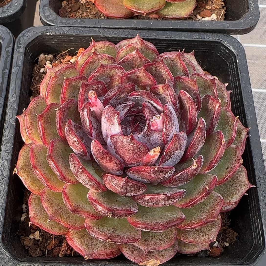 从前慢花园精选蓝莓