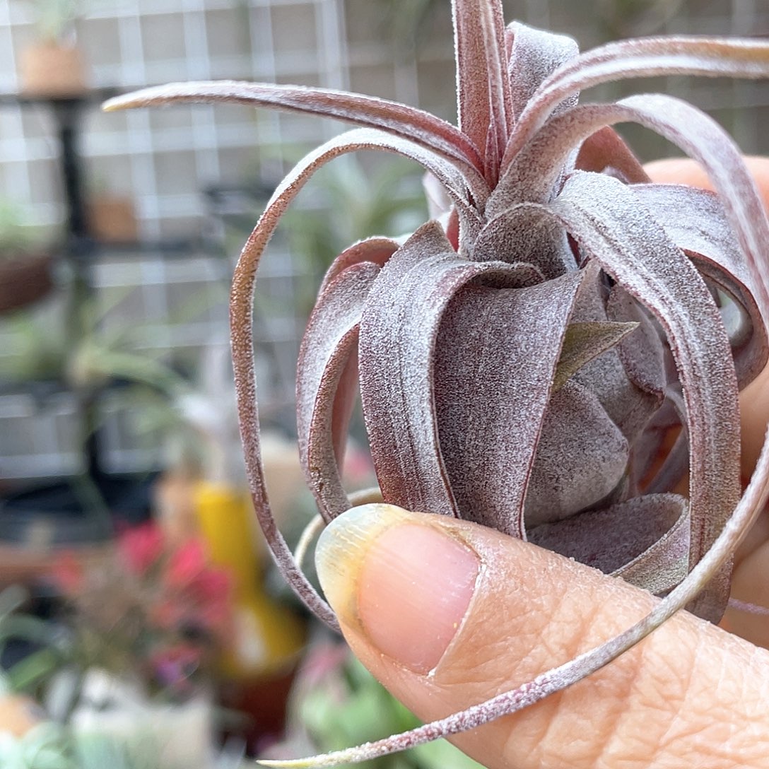 又***2戴维斯电卷55号空气凤梨