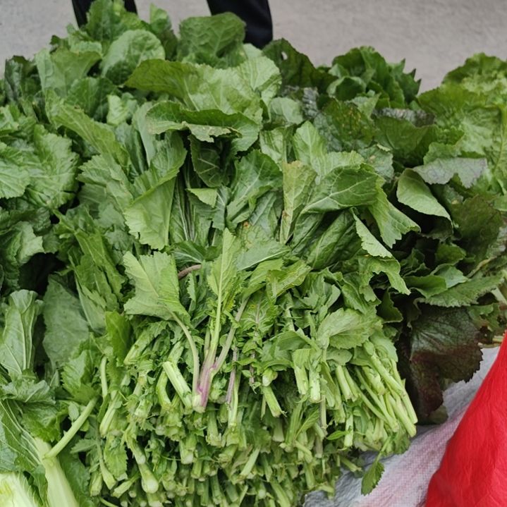 中国大陆昆寨大油菜20斤