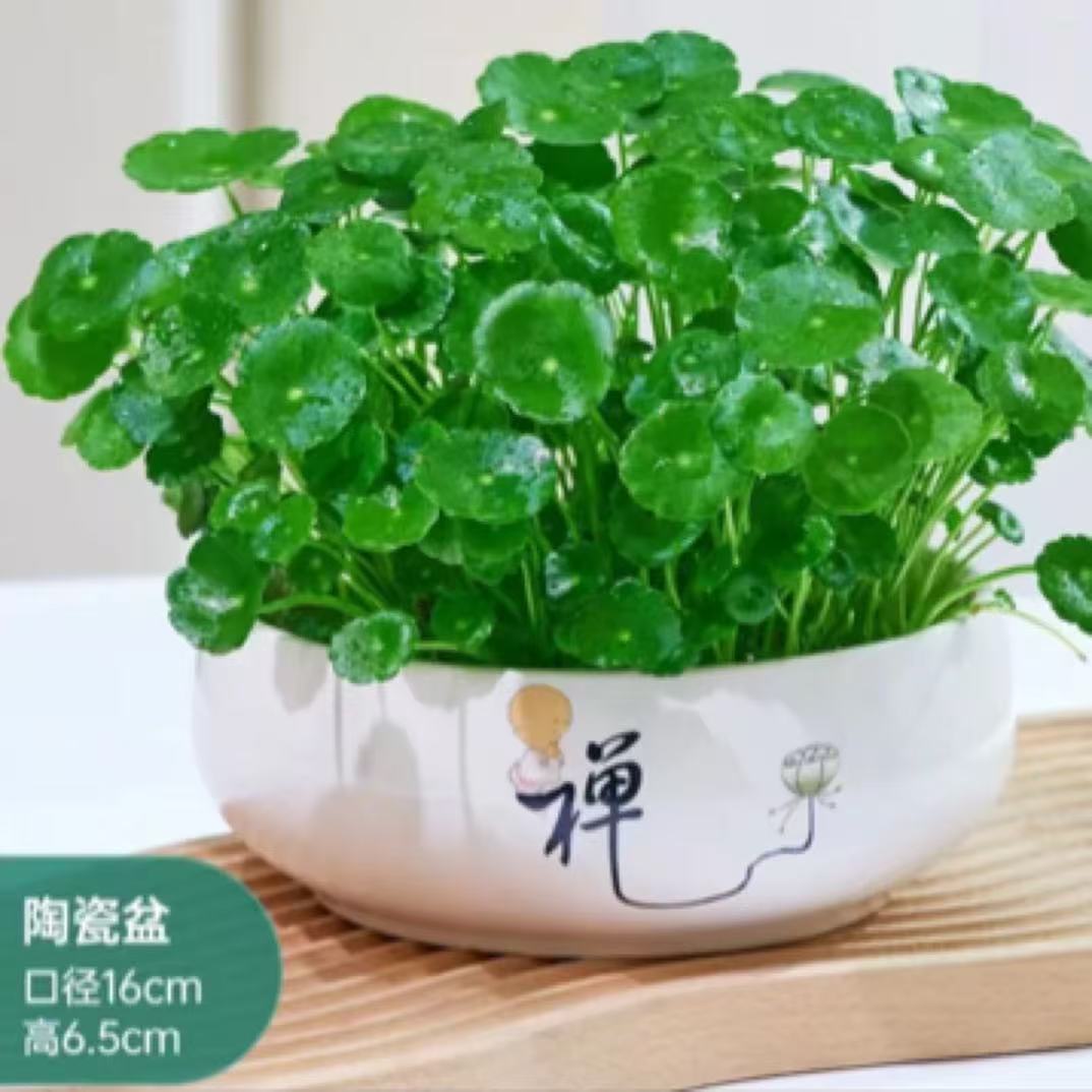铜钱草盆栽水培荷花植物办公室食用薄荷桌面盆栽四季常青室内招财