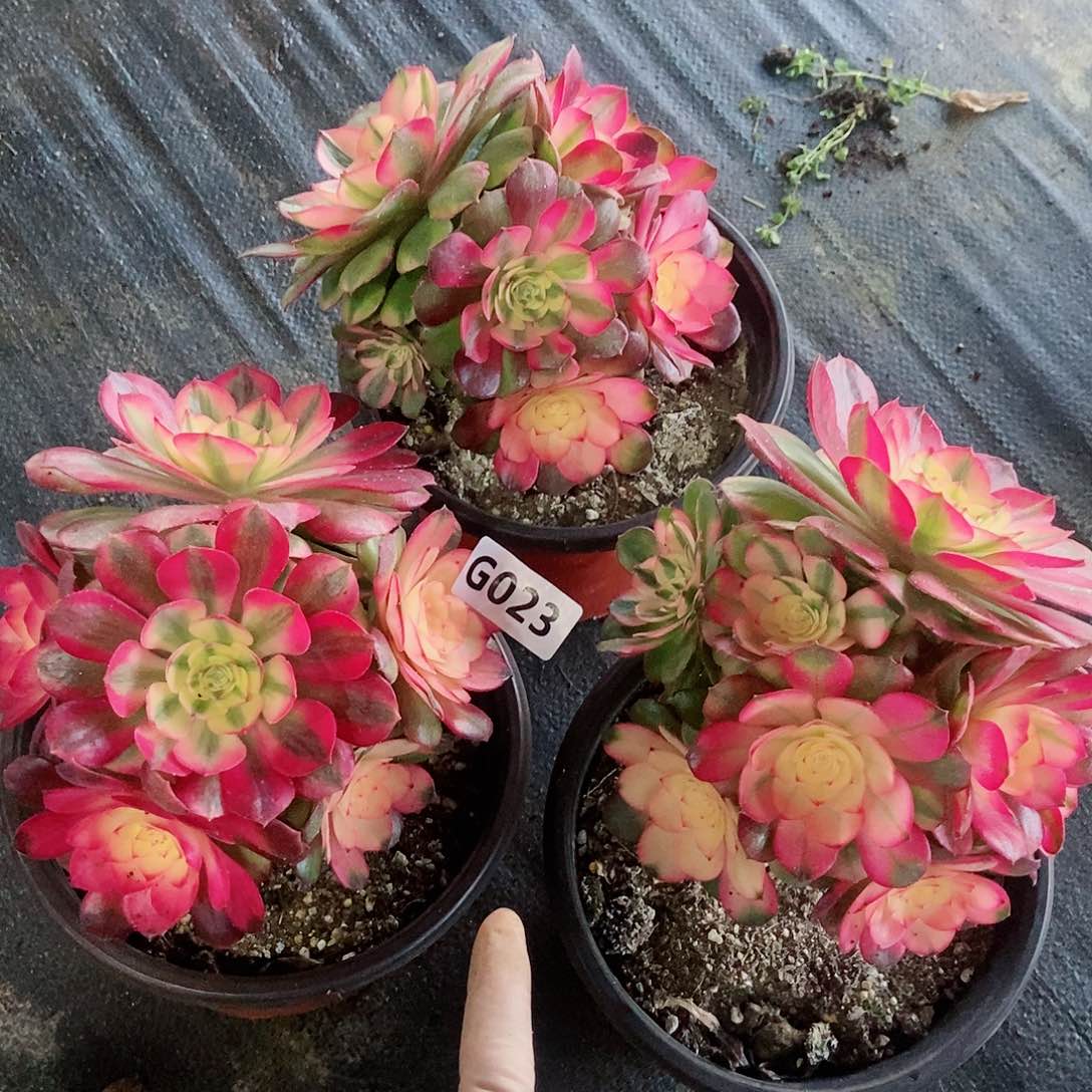 红陶023荔枝3颗丛林5冠服14