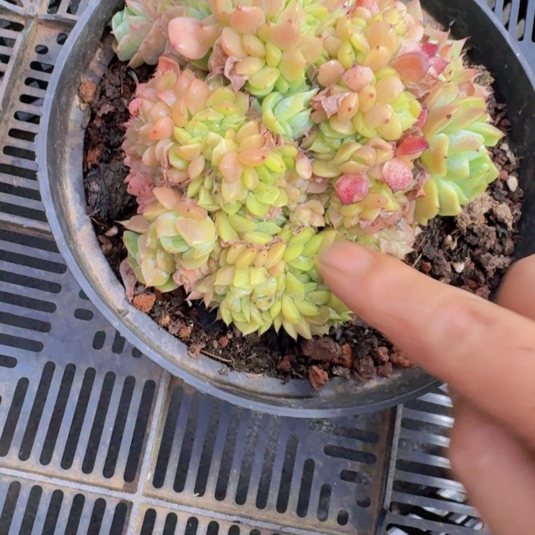 风**人不知名多肉