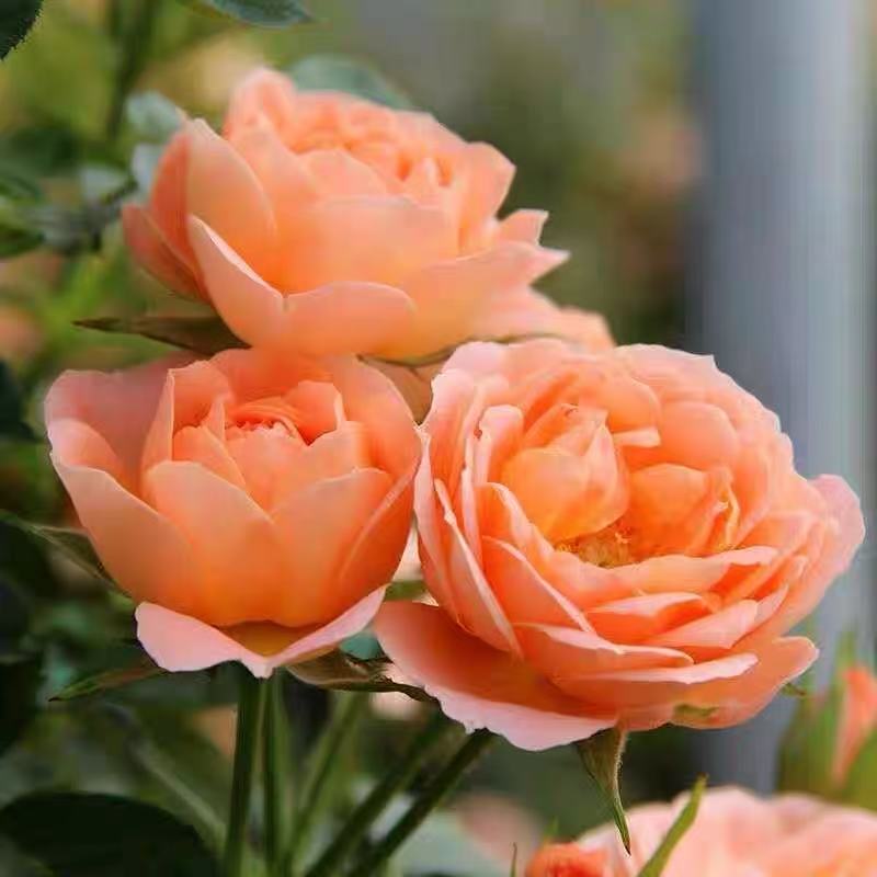 【甜梦】藤本月季花苗多头丰花爬墙蔷薇庭院阳台攀援四季开花甜美花