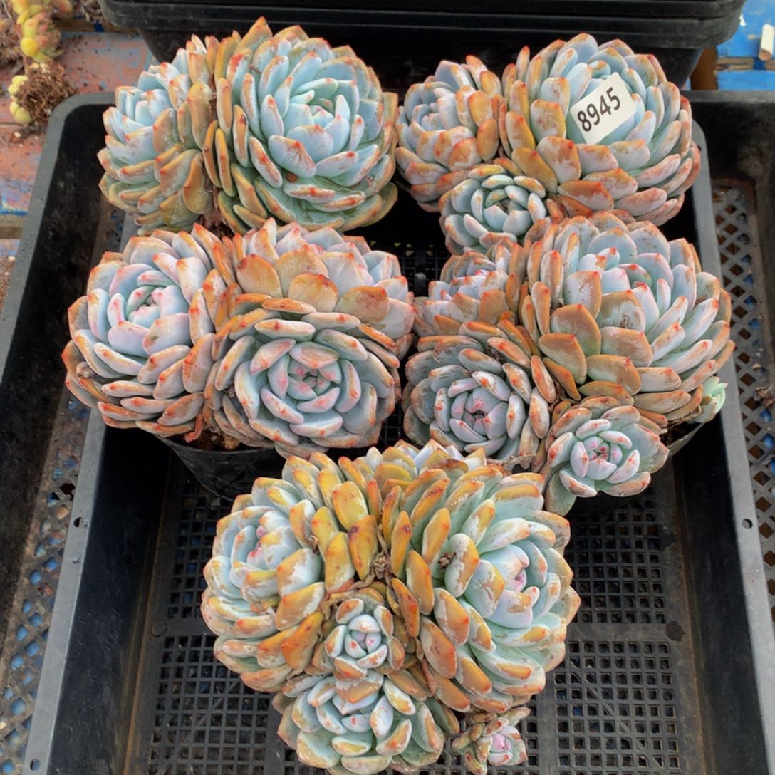 8945五个嗯嗯嗯嗯嗯嗯好喜欢