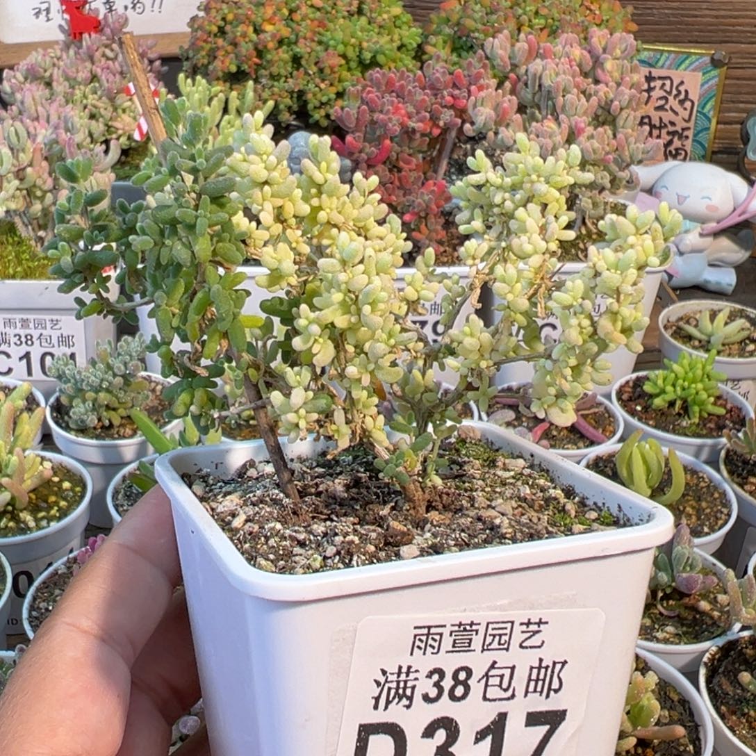 28-317米粒锦阴阳锦七方盆老桩