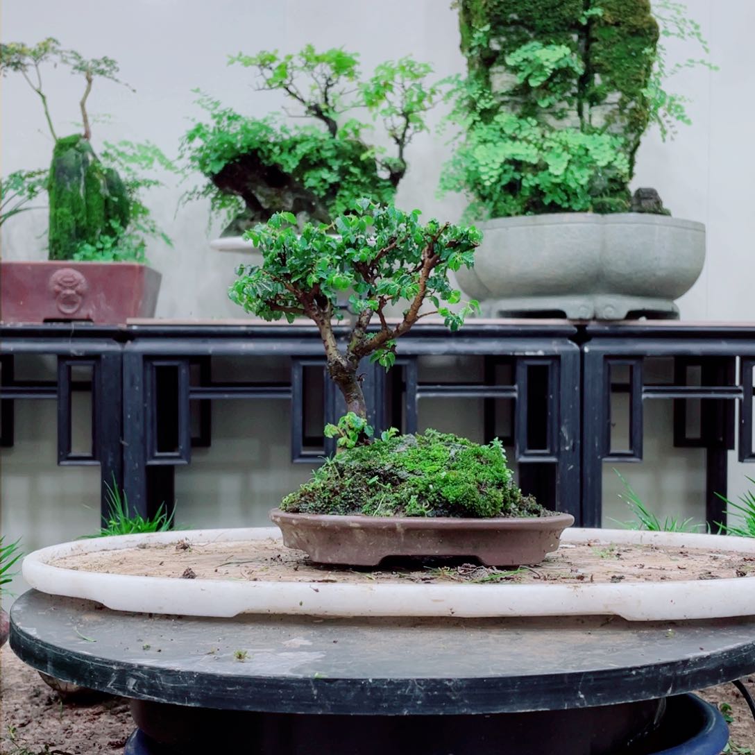 无铅玻璃铁线蕨铁线蕨是一种最早的