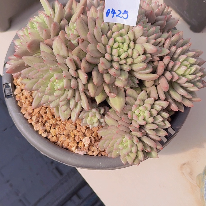 0425米其林多肉植物