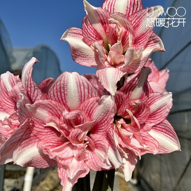 悠暖花开 朱顶红种球 热恋 白肋重瓣 辰父杂交 粉色 自然球