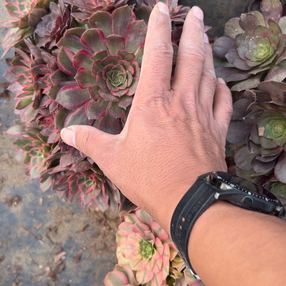 413五颗组合多肉植物法师