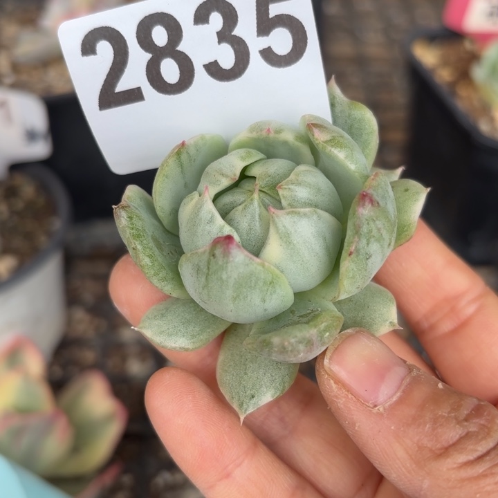 头盖锦多肉植物满18包邮当场凑单