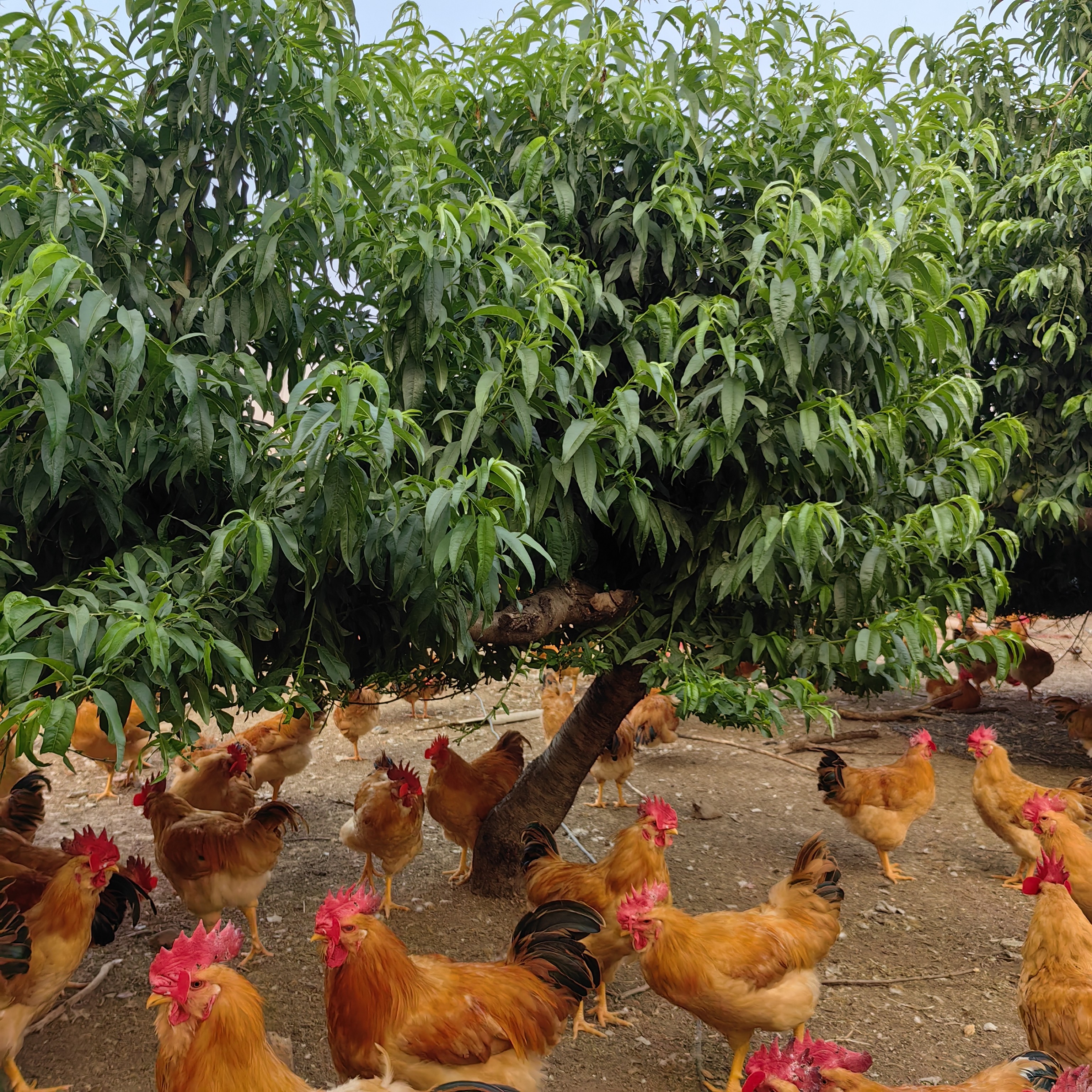 大别山散养跑山青年黄脚公鸡