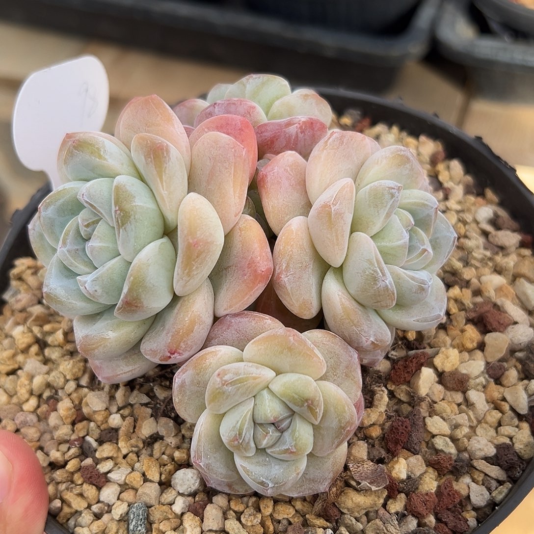 4头黄底冰玉哈哈哈哈