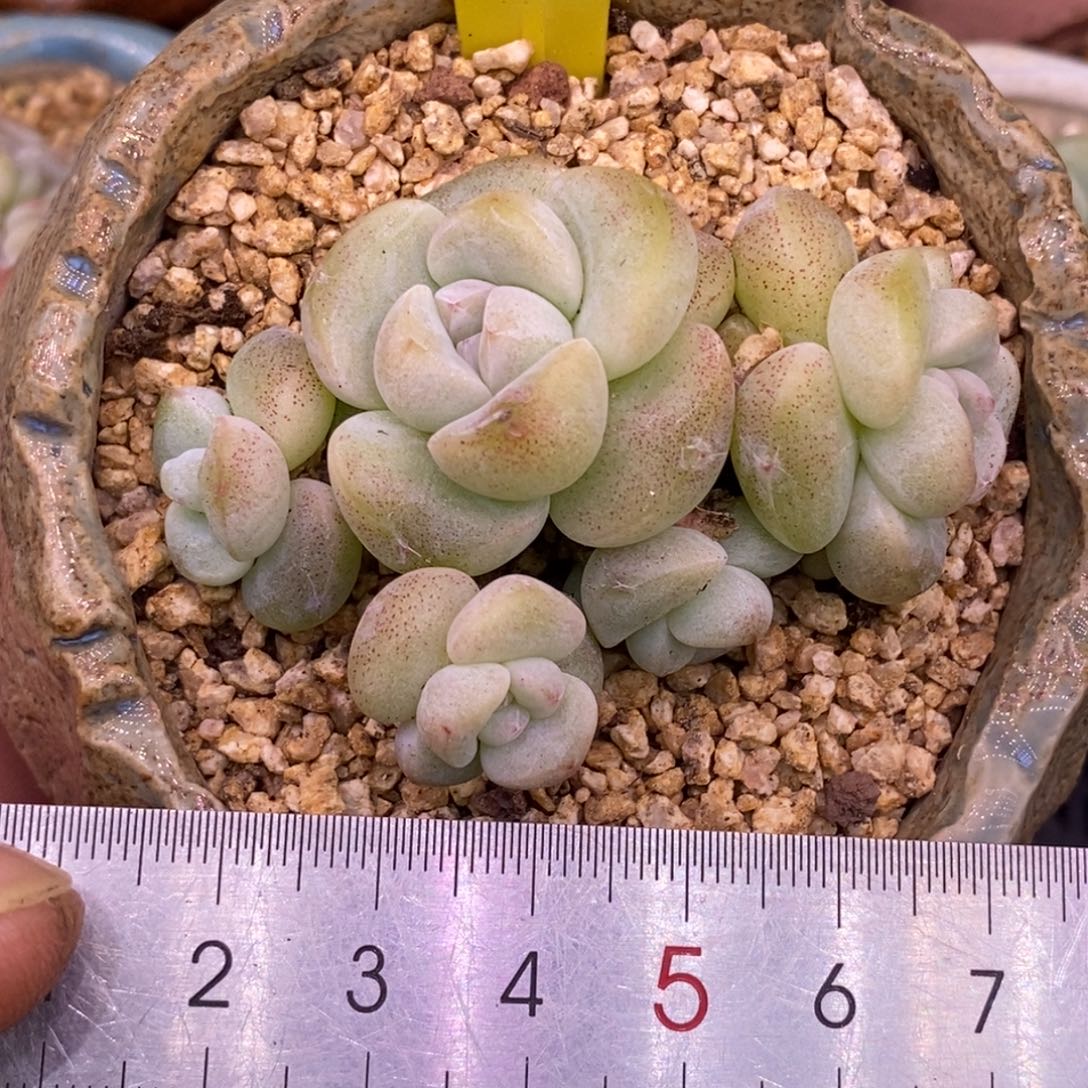 428开播福利，丸叶老桩趴地冰玉