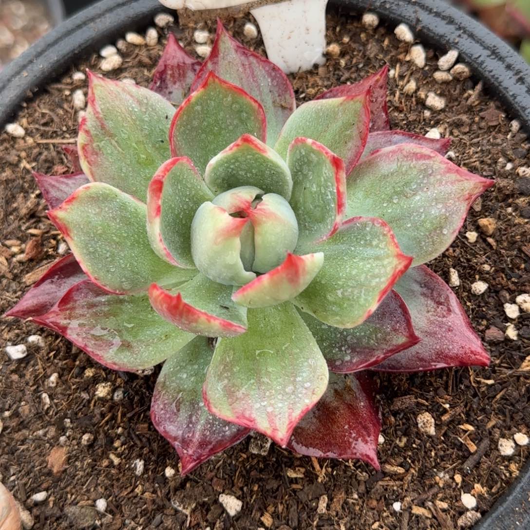 惊鸿一物一拍包装收缩花旱冰鞋936