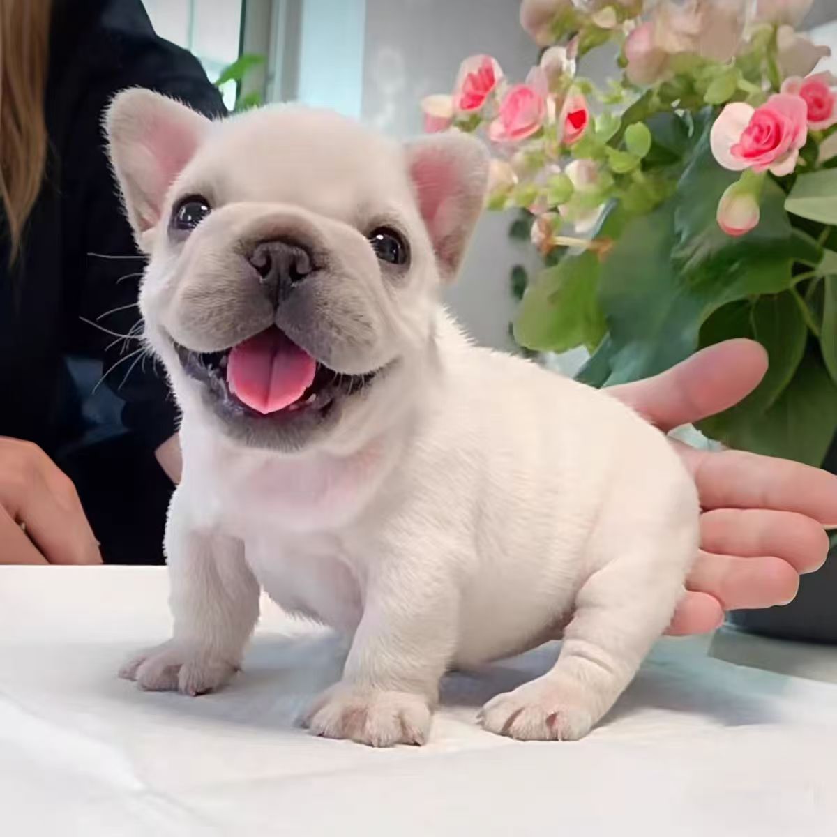 【军哥犬业】精品法斗奶白奶油蓝牛花牛活体幼犬