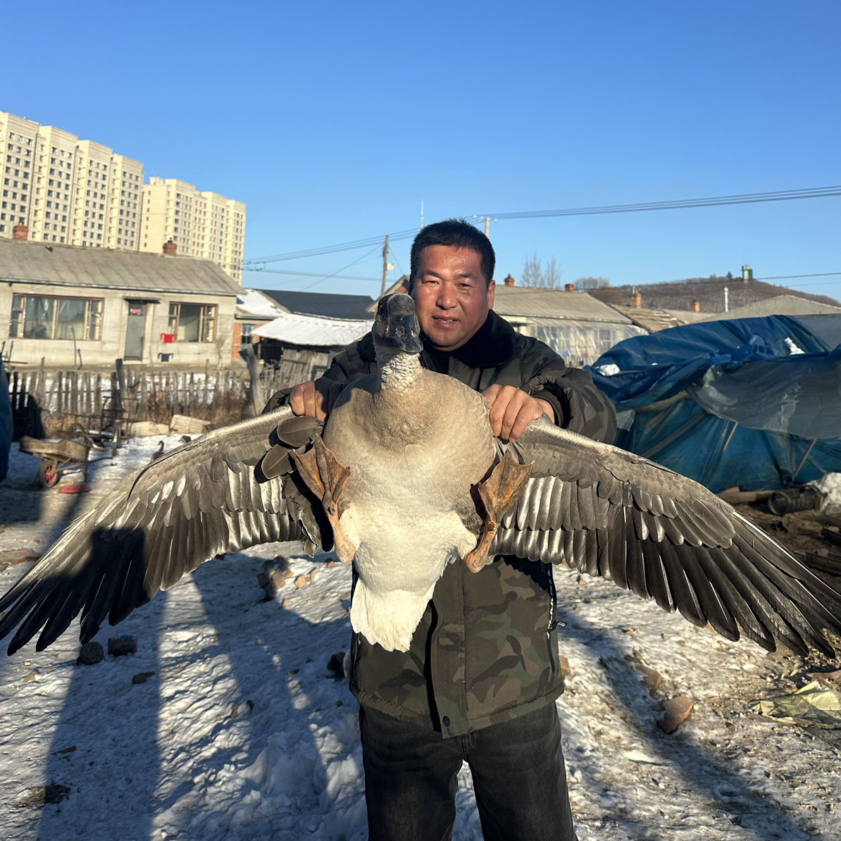 农村玉米谷物饲喂散养大雁（全套心肝珍）