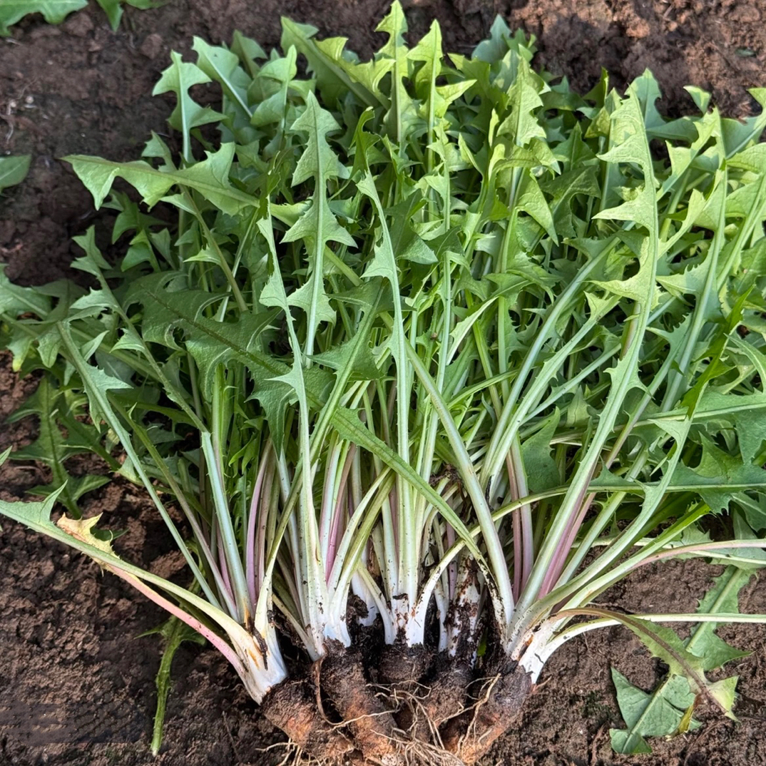 （带根）新鲜现挖蒲公英带根婆婆丁东北蘸酱菜冷棚野菜顺丰包邮