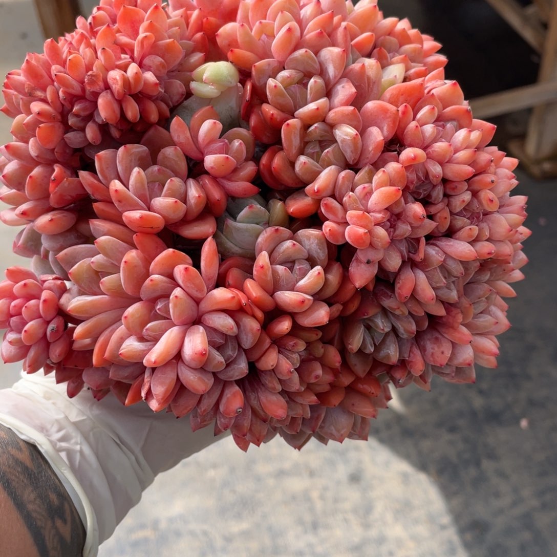 毒***月狼狼抵扣700发货雪天使